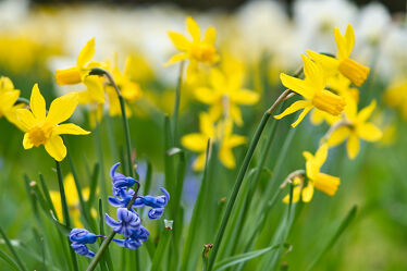 Bild mit Frühling, Blume, Wiese, Ostern, frühblüher, Lichtstimmung, narzissen, narzissen, bokeh, Balkonpflanzen