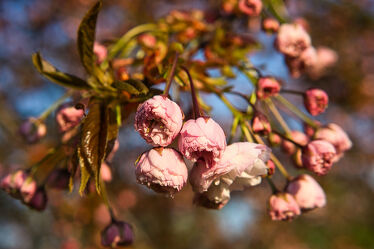 Bild mit Natur, Rosa, Frühling, Baum, Kirschbaum, Kirsche, Flora, Kirschblüte, Jahreszeit, japanisch