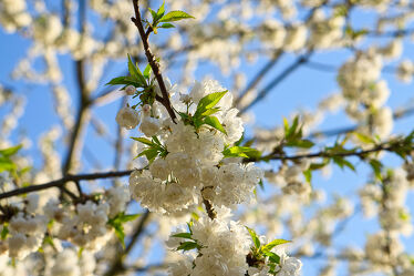 Bild mit Natur, Rosa, Frühling, Baum, Kirschbaum, Kirsche, Flora, Kirschblüte, Jahreszeit, japanisch