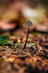 Bild mit Natur, Wald, Makrofotografie, Pilze, nahaufnahme, giftpilz