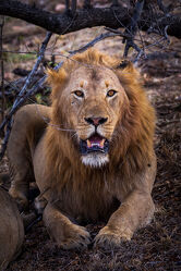 Bild mit Löwe, Lion, Südafrika