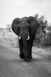 Bild mit Tiere, Elefant, Schwarz/Weiß Fotografie, Nationalpark, Südafrika