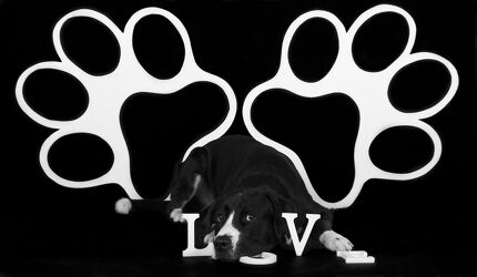 Bild mit Weiß, Schwarz, Hund, Familienhund, LIEBE/LOVE, Love, pfoten, Labrador Hundeblick, Hundeblick, Buchstaben