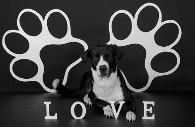 Bild mit Weiß, Schwarz, Hund, Familienhund, LIEBE/LOVE, Love, pfoten, Labrador Hundeblick, Hundeblick, Buchstaben