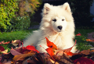 Bild mit Weiß, Herbst, Blätter, Hund, Welpe, Rasen, Haustier, Jung, samojede