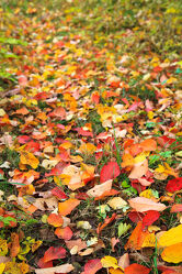 Bild mit Gelb, Herbst, Blätter, Wiese, Bunt, Laub, Jahreszeit, September