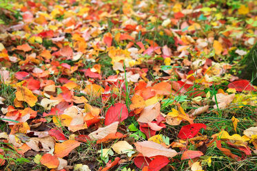Bild mit Gelb, Herbst, Blätter, Wiese, Bunt, Laub, Jahreszeit, September