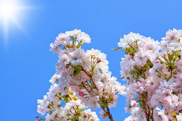 Bild mit Himmel, Frühling, Blau, Sonne, Baum, Kirschbaum, Kirsche, Blüten, Zierkirsche, Zweig