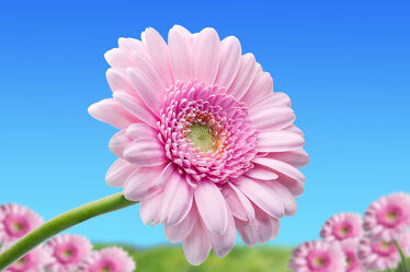Bild mit Himmel, Rosa, Frühling, Blau, Blume, Wiese, Gerbera, blüte, pink, blühen