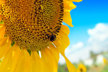 Bild mit Gelb, Natur, Himmel, Blau, Blume, Pflanze, Sonnenblume, blüte, blühen, sonnig