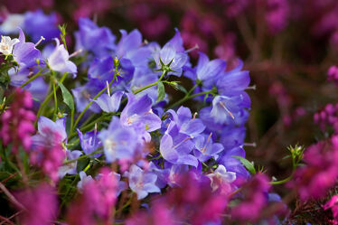Bild mit Violett, Frühling, Blau, Blume, Heide, blüte, blühen, Glockenblume, Heidekraut, Campanula