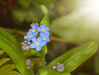 Bild mit Frühling, Blau, Sonne, Makroaufnahme, Blume, Pflanze, Makro, Blüten, Sonnenstrahlen, Vergissmeinnicht