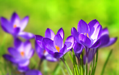Bild mit Lila, Violett, Frühling, Blume, Pflanze, Makro, Flora, garten, blüte, Krokus