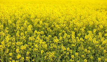 Bild mit Gelb, Frühling, Raps, Landschaft, Pflanze, Feld, Blüten, Samen, Rapsfeld, öl
