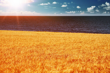 Bild mit Wasser, Horizont, Sonnenuntergang, Getreide, Sonnenaufgang, Sonne, Meer, Landschaft, Pflanze, Feld
