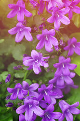Bild mit Lila, Violett, Blume, Pflanze, Makro, Blatt, garten, blüte, Glockenblume, Campanula