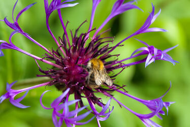 Bild mit Violett, Frühling, Blume, Pflanze, garten, blüte, Biene, flockenblume, Centaurea Montana, Bergflockenblume