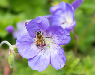 Bild mit Blume, blüte, Pollen, Biene, Nektar, Insekt, storchschnabel, Blaues Schnabelkraut, Geranium Pratense, Wiesen Storchschnabel