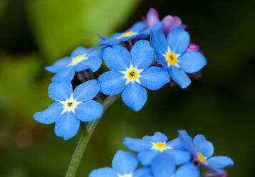 Bild mit Frühling, Blau, Blume, Pflanze, Makro, Blüten, garten, detail, Zierpflanze, Vergissmeinnicht