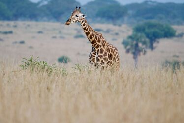 Bild mit Giraffe, Afrika, Wildtiere, Uganda