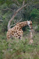 Eine Rothschild Giraffe mit ihrem Jungtier