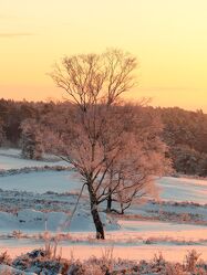 Bild mit Winter, Sonnenaufgang, Sonne, Baum, Licht, Frost, Morgensonne, Wintermorgen, angestrahlt