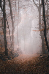 Bild mit Natur, Herbst, Nebel, Wald, Akt, Landschaften & Natur, Erotic, Jahreszeit, Teutoburger Wald