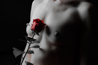 Bild mit Blumen, Rosen, Rose, rote Rosen, Akt, Erotik, Frau, Busen, Aktshooting, Colourkey
