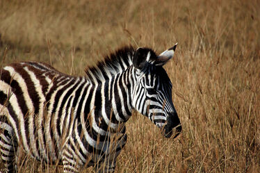 close up of a zebra in the african steppe