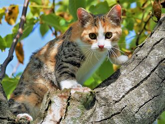Katze im Baum