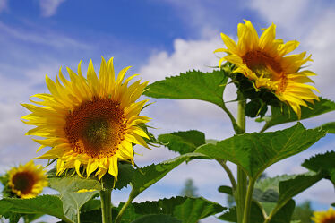 Sonnenblumen auf einem Feld im Sommer
