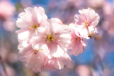 Bild mit Natur, Frühling, Baum, Makroaufnahme, Kirschbaum, Schönheit, Florale Schönheiten, Kirschblüte, blühen