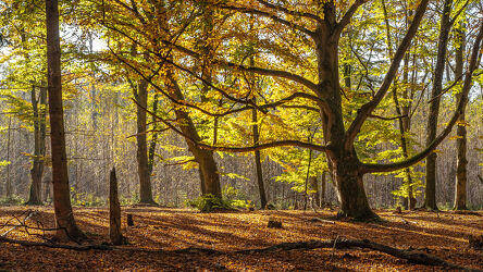 Bild mit Herbst, Waldbild, Blick in den Wald mit Gegenlicht, Laubwald, Buchenwald, Herbststimmung, Darßer Wald, Laubfärbung