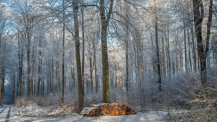 Bild mit Winter, Schnee, Holz, Wald, Waldweg, Buchenwald, Rauhreif, Winterwald, Holzstapel