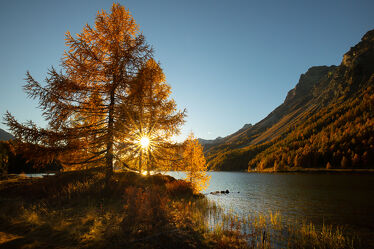 Bild mit Landschaften, Lärchen, Herbst, Tageslicht, Landschaften im Herbst, Schweiz, Engadin
