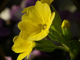 Bild mit Gelb, Frühling, Blumen und Pflanzen, Blüten, frühjahr, frühlingsblüher, schlüsselblume, buntes Frühjahr, Farbharmonie