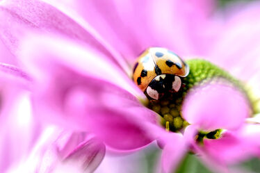 Bild mit Rosa, Tier, Makroaufnahme, Blume, Makro, Marienkäfer, Insekt, Punkte, gepunktet, glücksbote