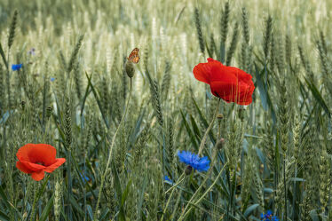 Bild mit Natur, Rot, Blau, Sommer, Mohn, Landschaft, Blume, Wiese, Feld, Kornblume