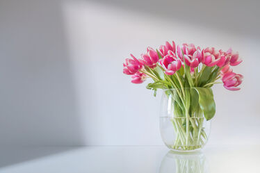 Bild mit Blumen, Tulpen, Licht, Stillleben, frühlingsblumen, Schatten, vase, Gefäß, rot weiss, glasvase