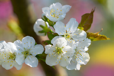 Bild mit Frühling, Baum, Blume, Licht, Kirschblüten, Kirsche, blüte, nahaufnahme, Schatten, Jahreszeit