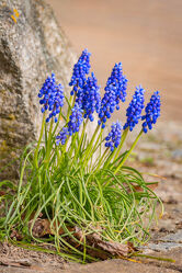 Bild mit Frühling, Blau, Blume, Pflanze, Wiese, nahaufnahme, frühblüher, Rasen, traubenhyazinthe