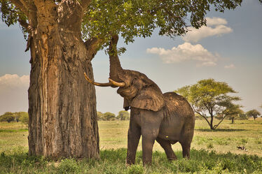 Bild mit Baum, Elefant, Elefanten, Afrika, Fressen, Groß, safari, Afrikanische Elefanten