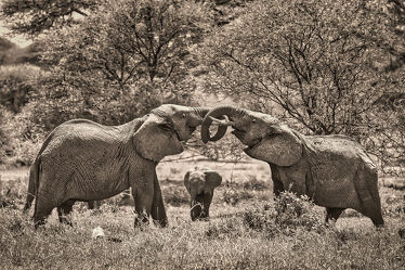 Bild mit Elefant, Elefanten, Afrika, Groß, safari, Afrikanische Elefanten, Rüssel, tanzania, Mächtig, Elfenbein