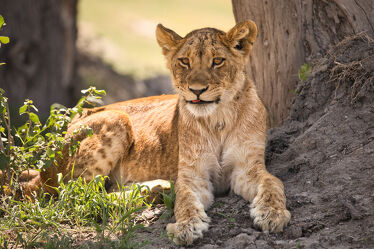 Bild mit Löwe, Afrika, Ausruhen, safari, Löwin, Serengeti, König der Tiere, Ndutu, Ngorogoro, junger Löwe