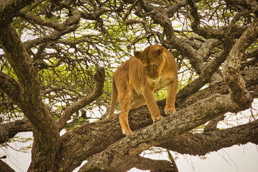 Bild mit Baum, Löwen, Löwe, Katze, Gefahr, safari, Löwin, Klettern, Großkatze, Großwild