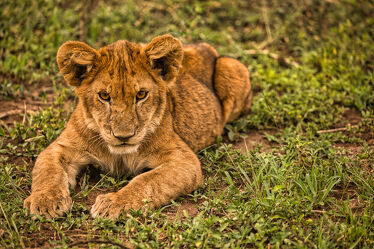 Junger Löwe im Portrait
