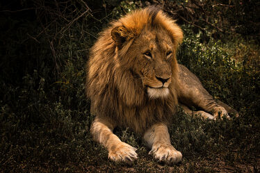Löwe beobachtet die Umgebung