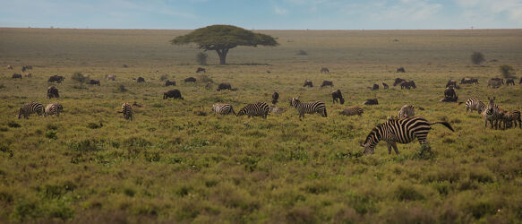 Zebras und Gnus im Ndutu Nationalpark