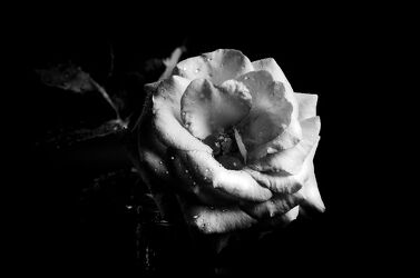 Bild mit Blumen, Rosen, Stillleben, schwarz weiß