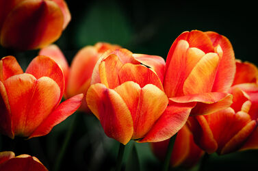 Bild mit Orange, Natur, Rot, Blume, Tulpe, Tulpen, garten